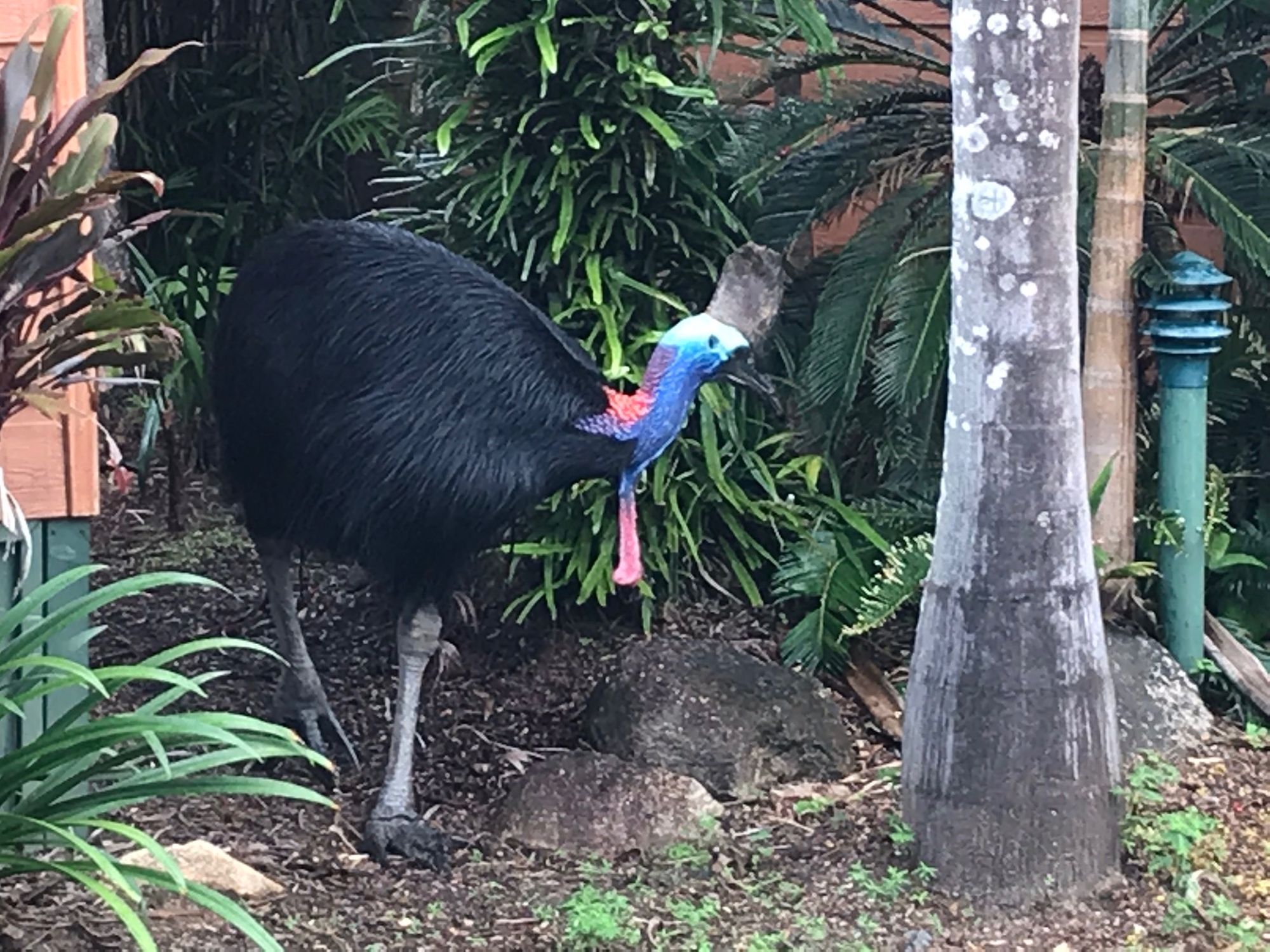 Palm Cove, Atherton og Mission Beach